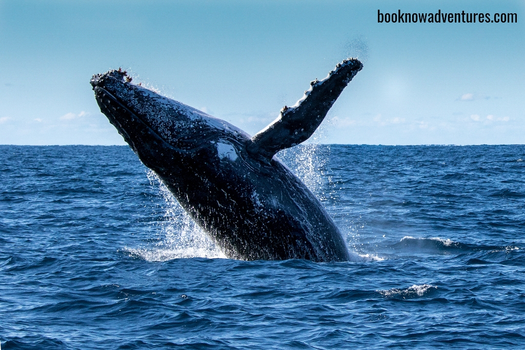 Private Yacht Whale Watching- 3 Hours