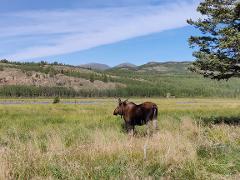 Yukon’s Wildlife & Hot Springs