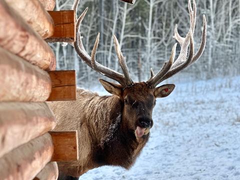Yukon Wildlife Preserve