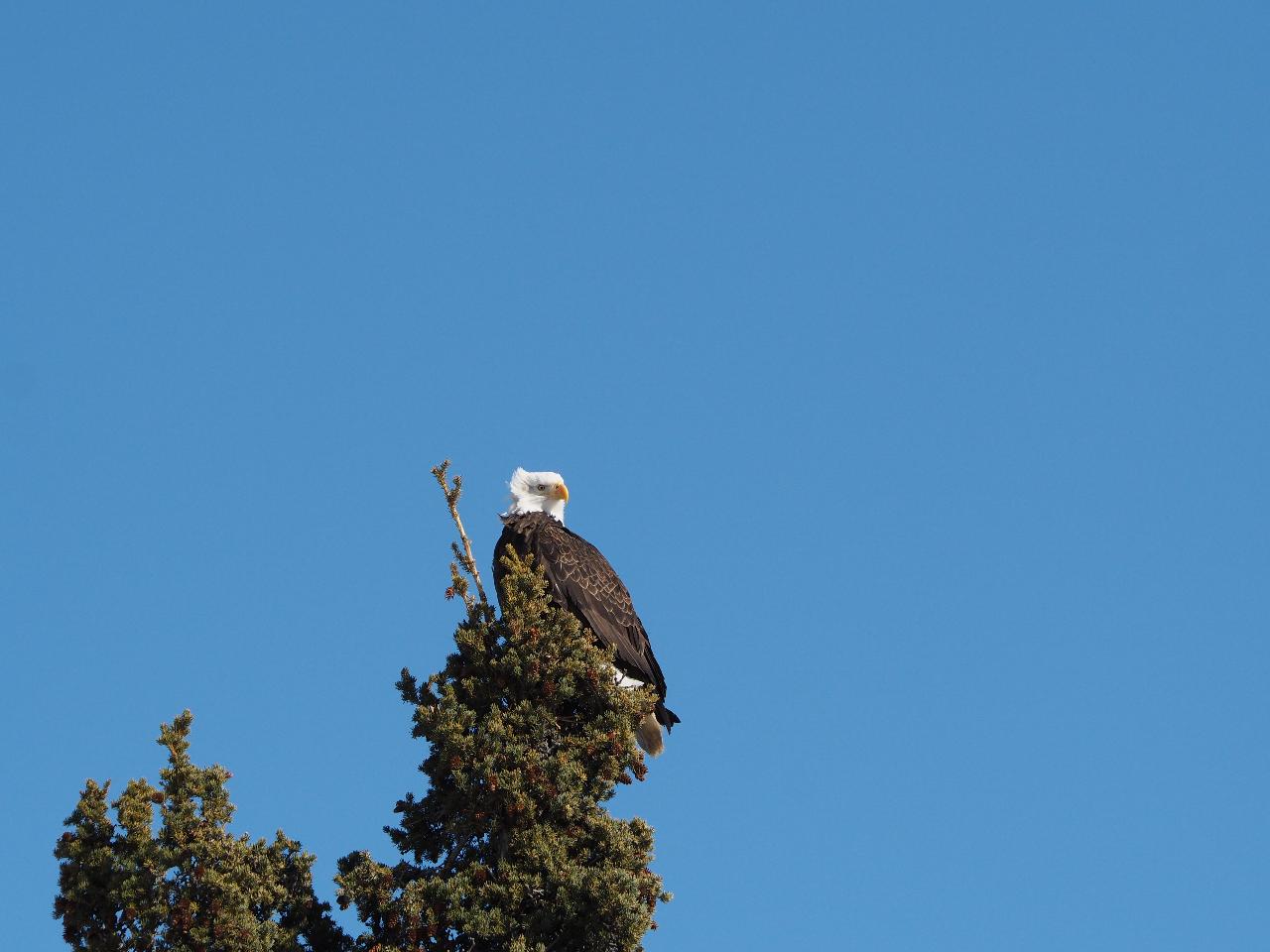 Grizzlies, Glaciers, Road Adventures