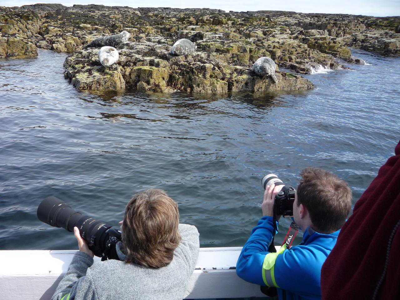 Grey Seal Cruise