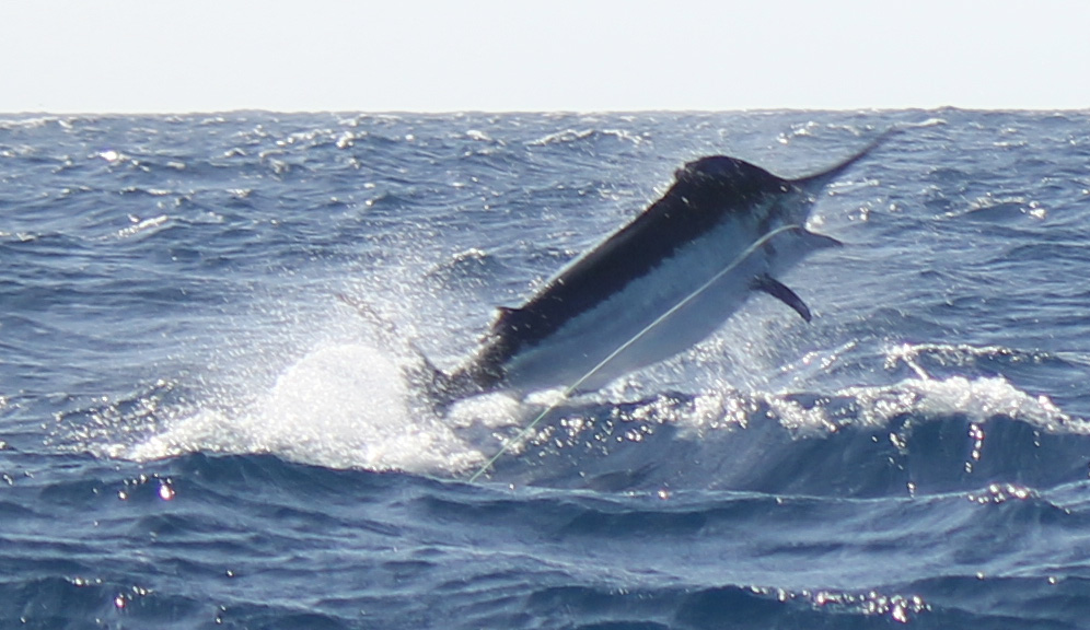 Port Douglas Offshore - Half Day