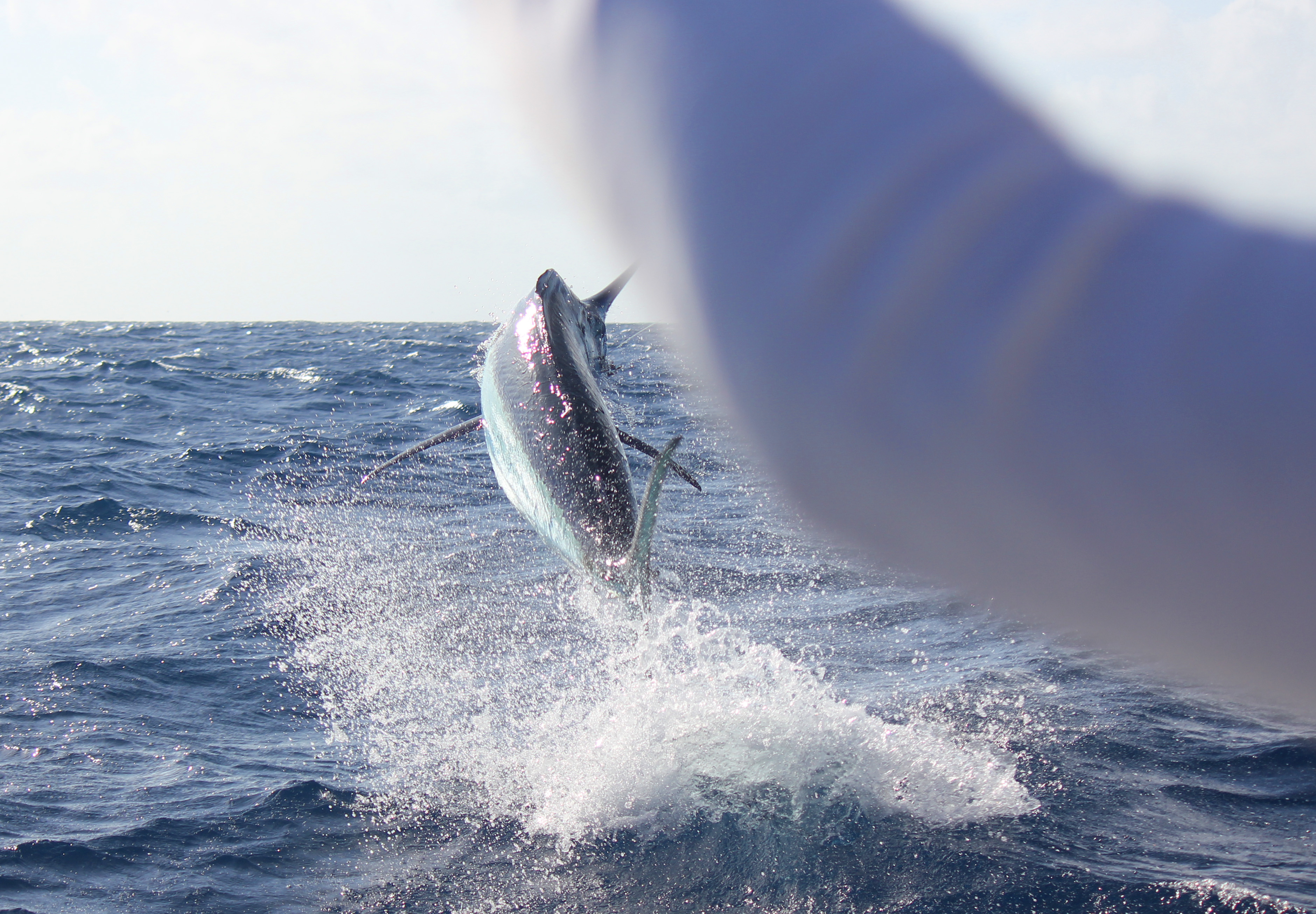Port Douglas Offshore - Half Day