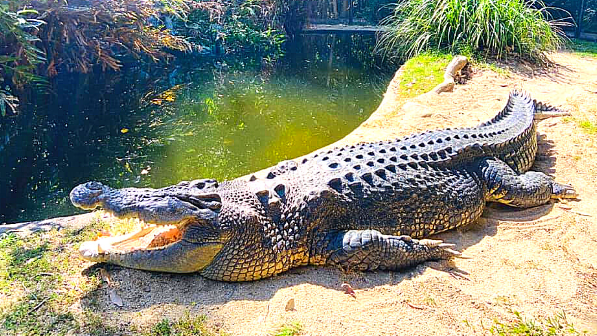 Hartleys Crocodile Adventures (EX Port Douglas)