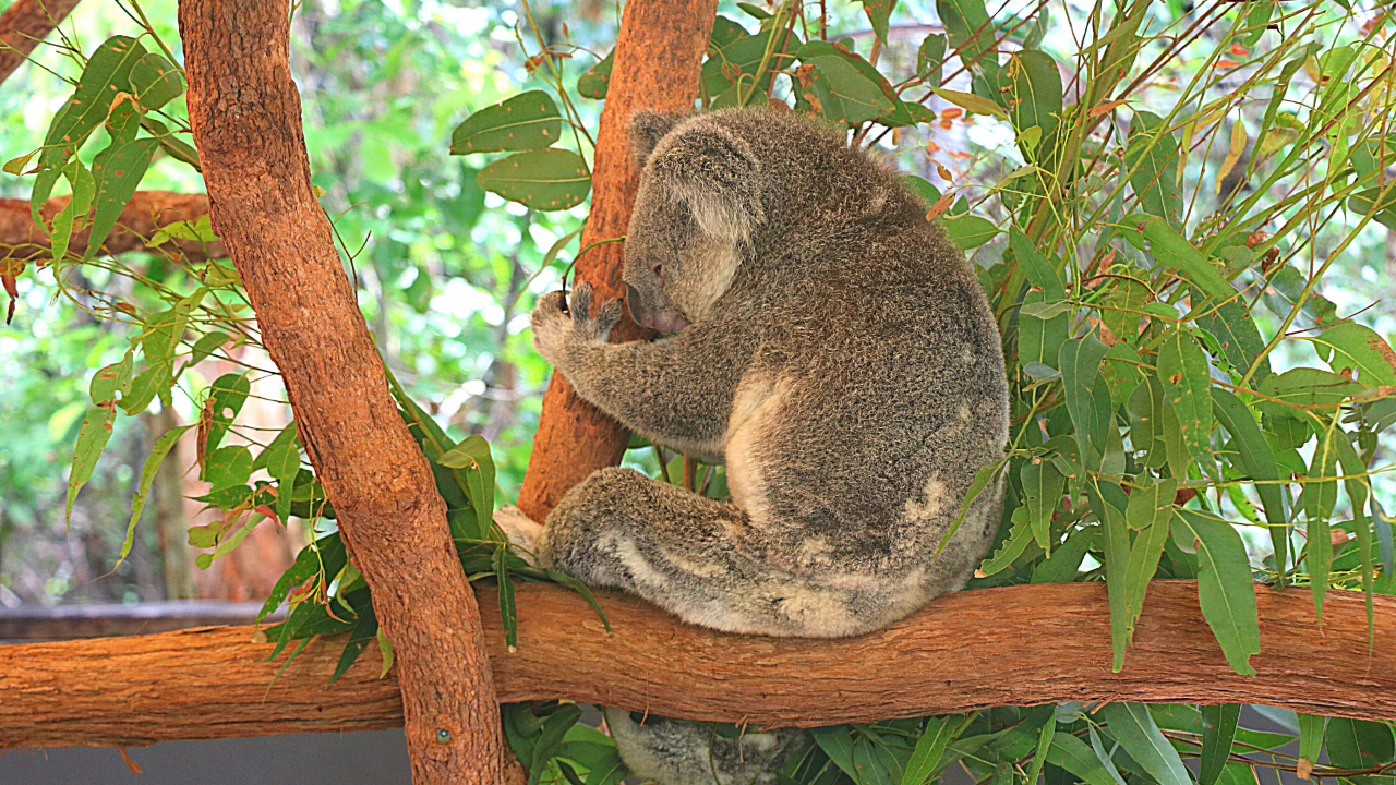 Hartley's Crocodile Adventures (ex Port Douglas) Transfers Only