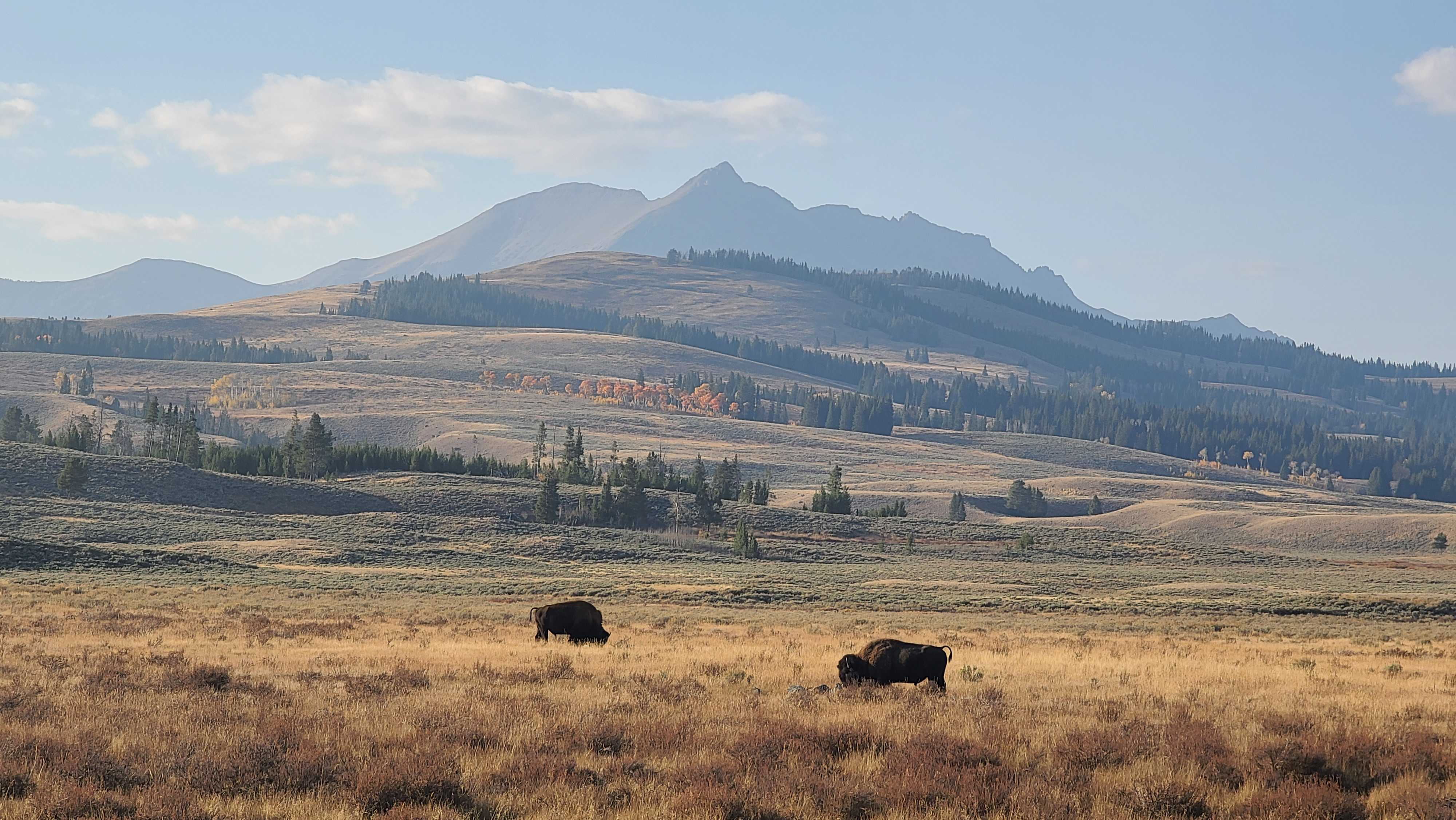 5-Day Yellowstone and Grand Teton National Parks Summer Lodging Tour from Bozeman [Max 13 Small Group]