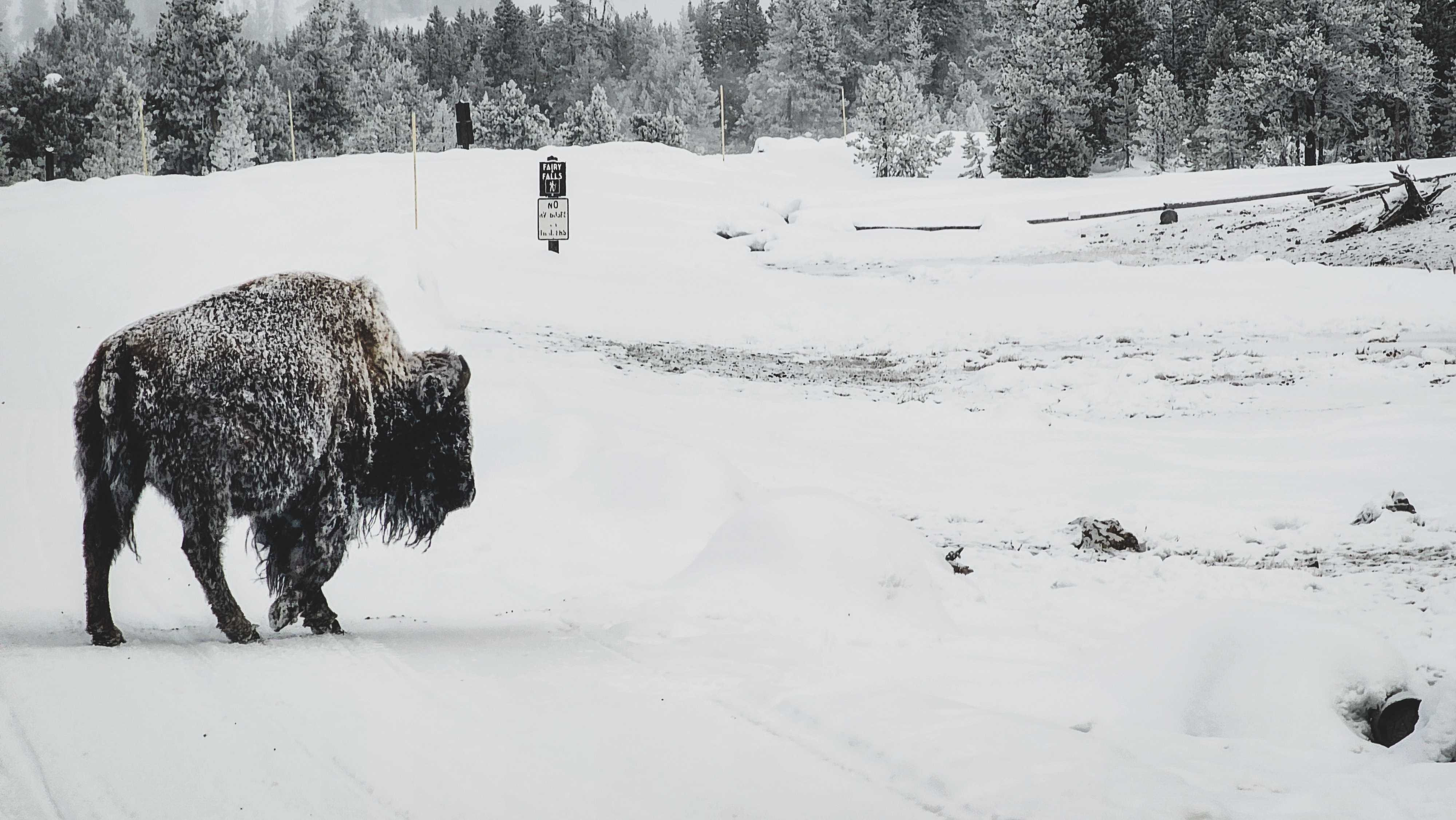 6-Day Yellowstone National Park Winter Wonderland Lodging Tour from Bozeman | Max 13 Small Group