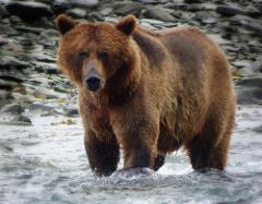 ALASKA DENALI EXPEDITION 12 DAYS