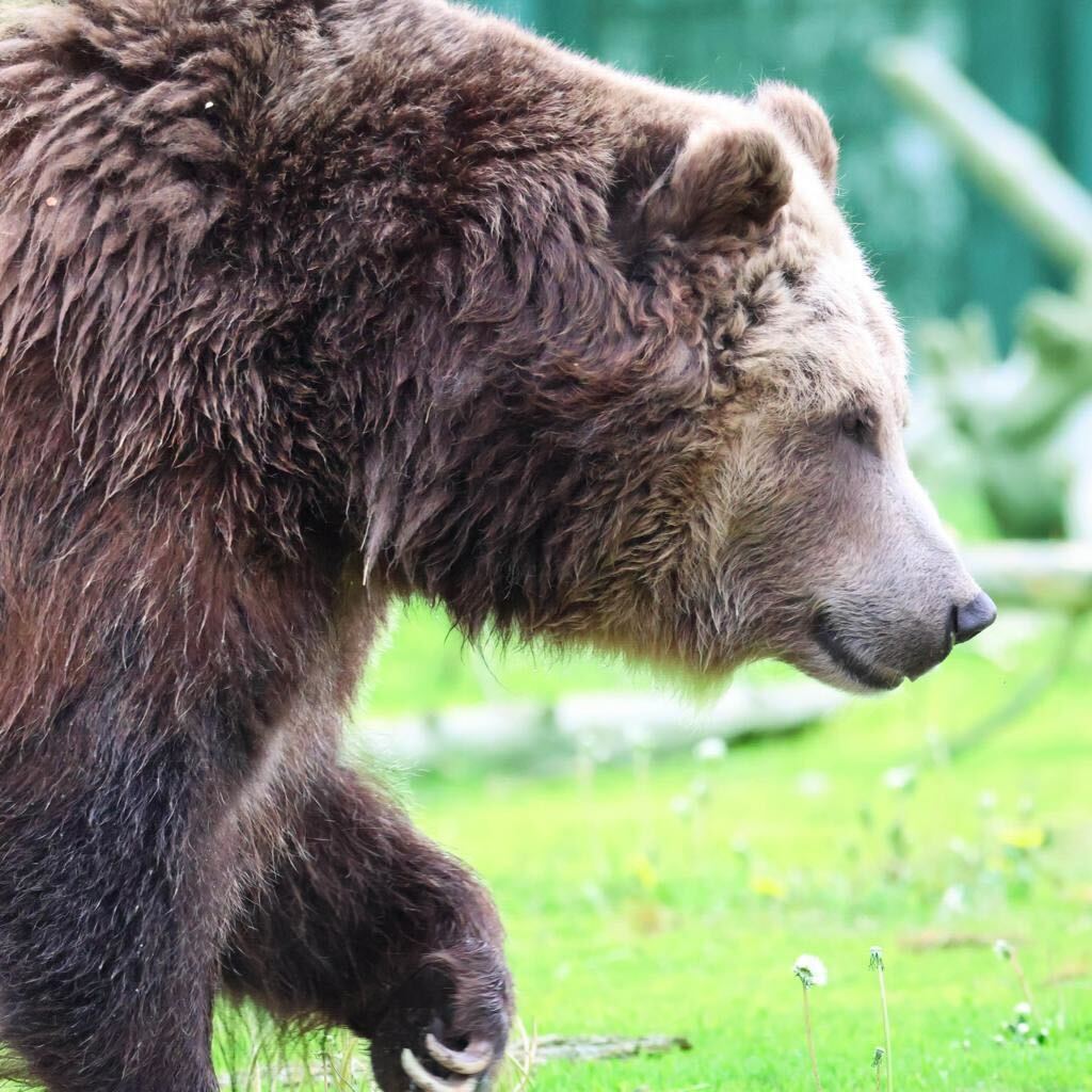 5-Day Yellowstone and Grand Teton National Parks Summer Lodging Tour from Bozeman [Max 13 Small Group]