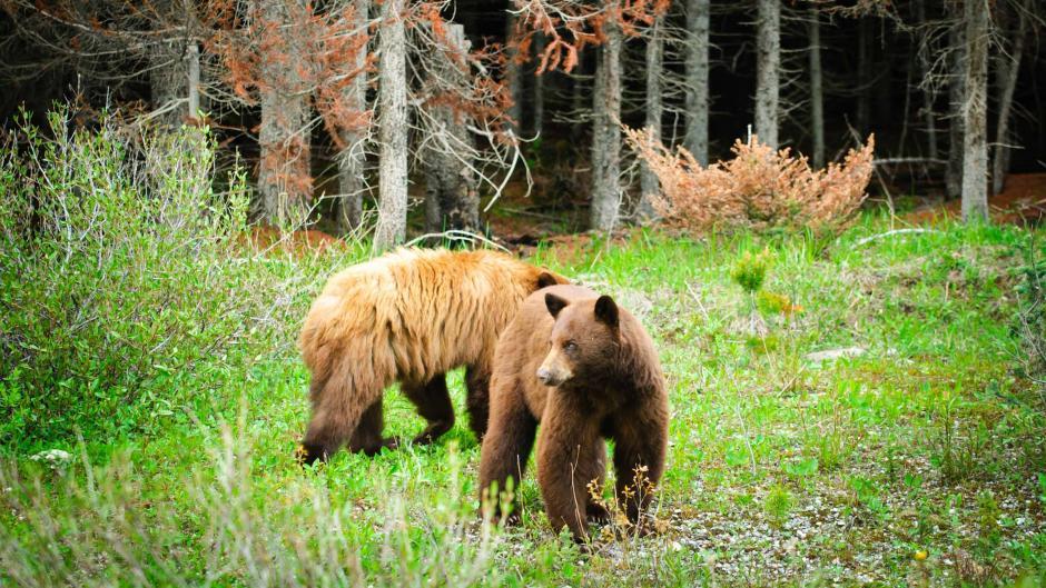 CANADIAN ROCKIES WILDERNESS WALK - Camping
