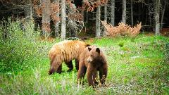 CANADIAN ROCKIES WILDERNESS WALK - Camping 
