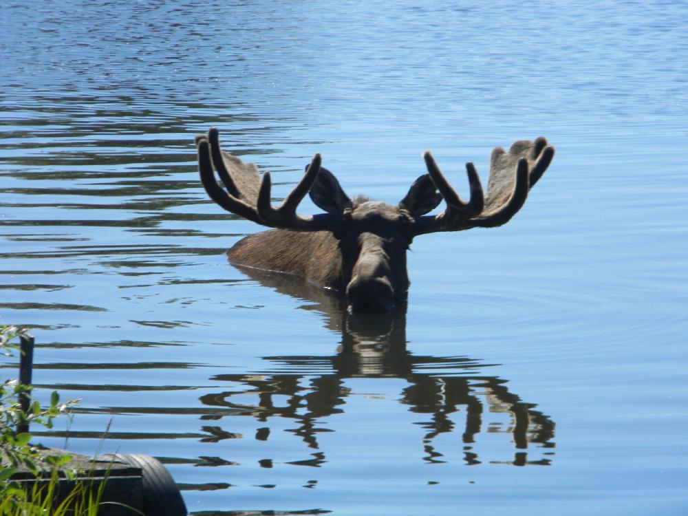 Seward Cruise Private Transfer and Tour