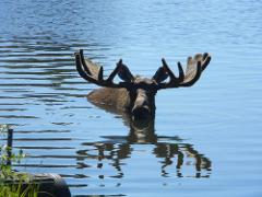 Seward Cruise Private Transfer and Tour