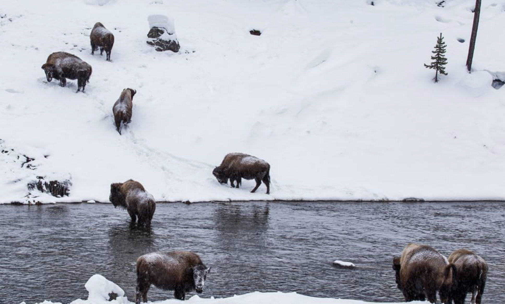 6-Day Yellowstone National Park Winter Wonderland Lodging Tour from Bozeman | Max 13 Small Group