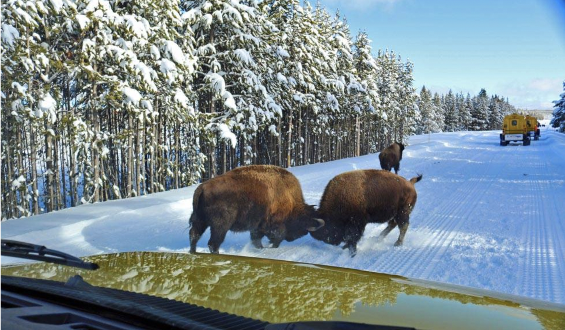 6-Day Yellowstone National Park Winter Wonderland Lodging Tour from Bozeman | Max 13 Small Group