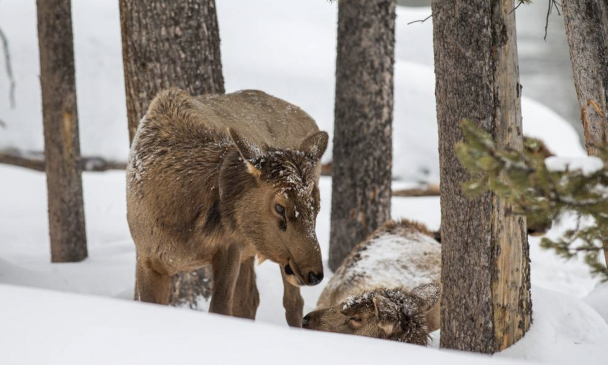 6-Day Yellowstone National Park Winter Wonderland Lodging Tour from Bozeman | Max 13 Small Group