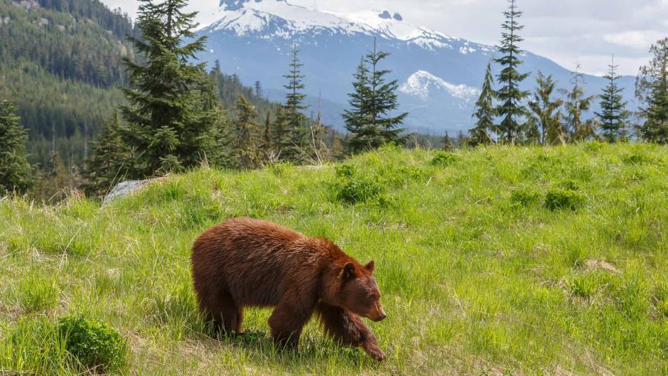 CANADA WILDLIFE AND VANCOUVER ISLAND - Lodging
