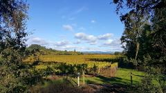 PRIVATE TOUR 5 day California Coastlines and Vineyards, Waves and Wine