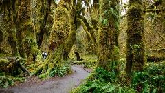 OLYMPIC AND VANCOUVER ISLAND IN DEPTH - Lodging