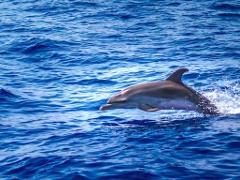 Whale & Dolphin Watching