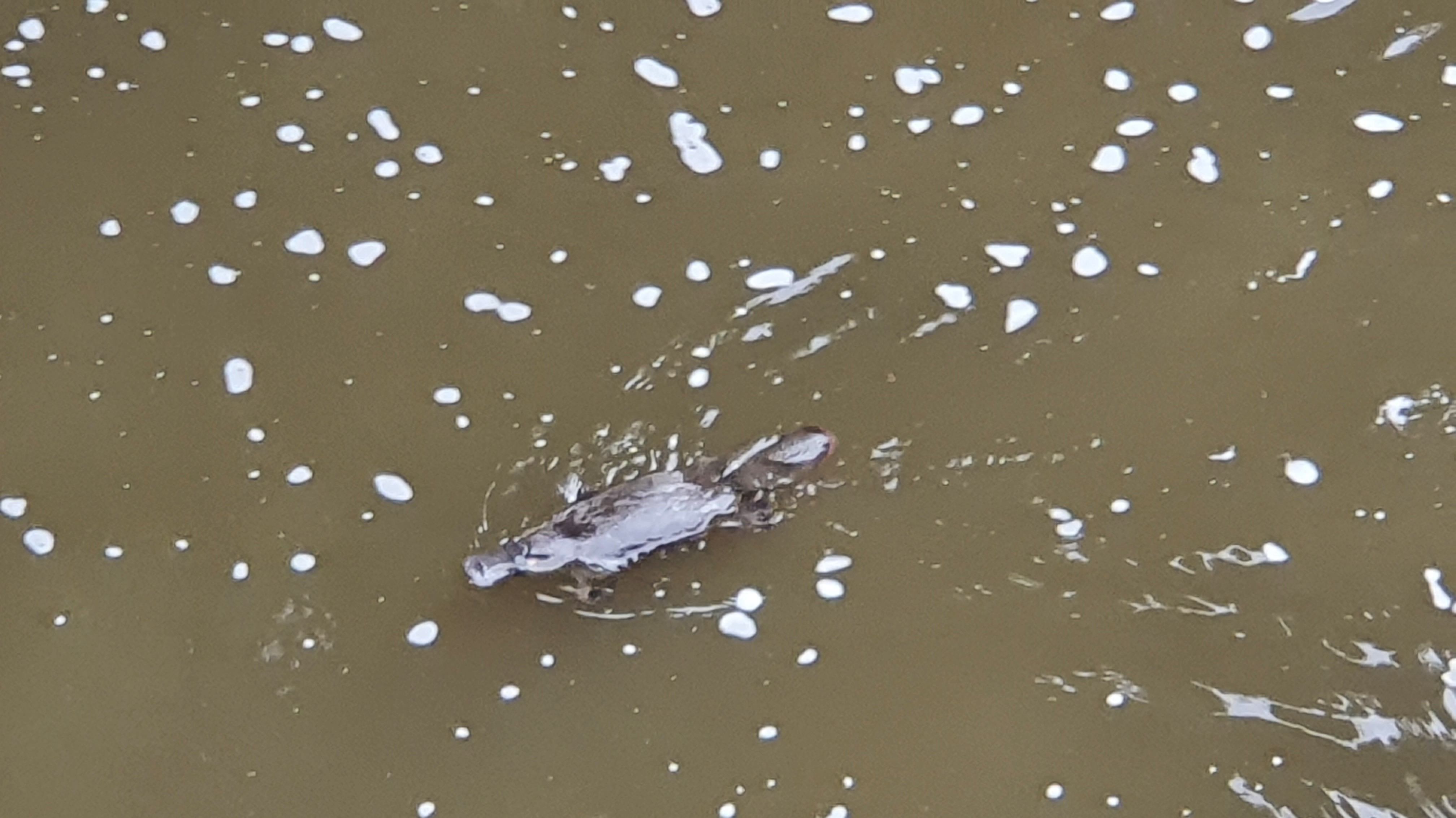 Huon Valley & Tahune Adventures Day Tour