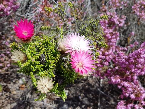 4x4_off_road_adventure_experience_fynbos_plants_pink_flower