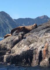 Binoculars with Chest strap 12x50 Cabela