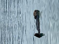 Binoculars Vortex 10x42