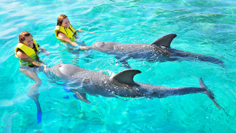 Dolphin Action Swim