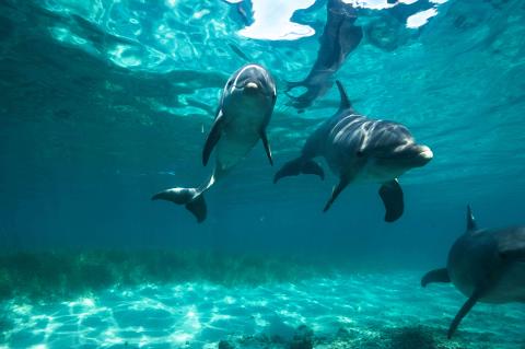 Dolphin_Swim1