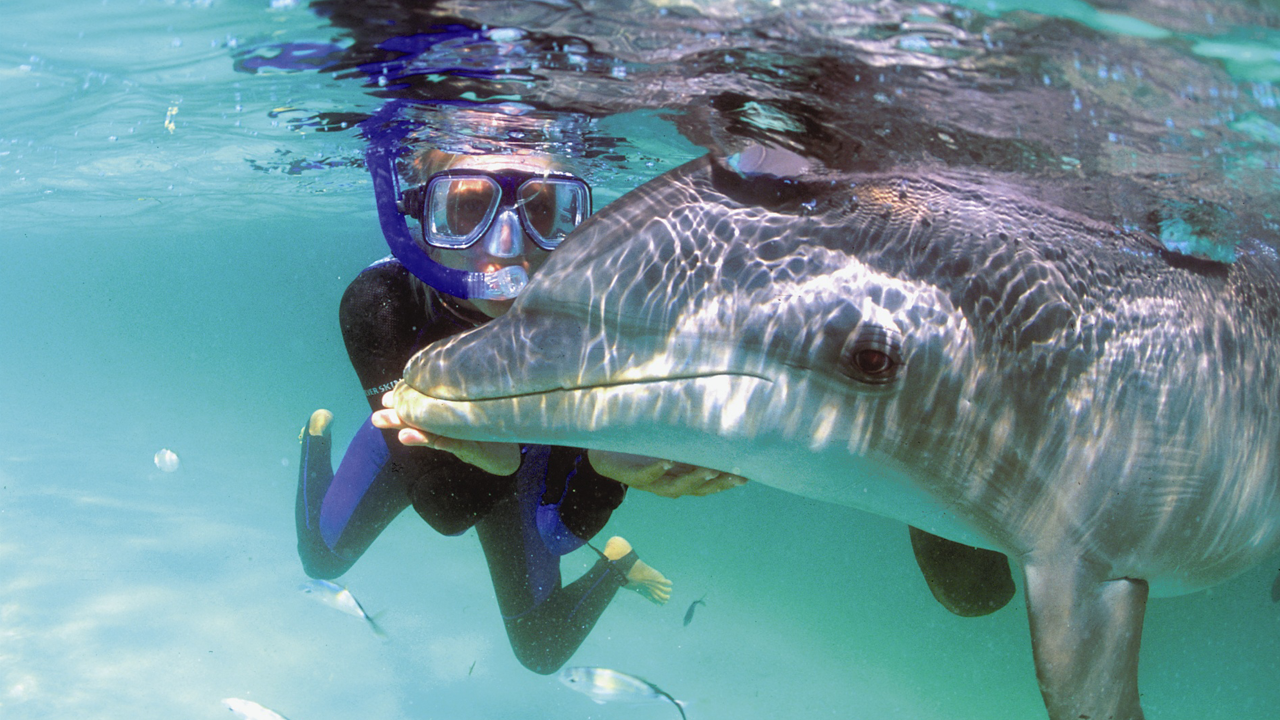 Dolphin Swim & Snorkel  Roatan Institute for Marine Sciences