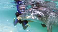Dolphin Swim & Snorkel