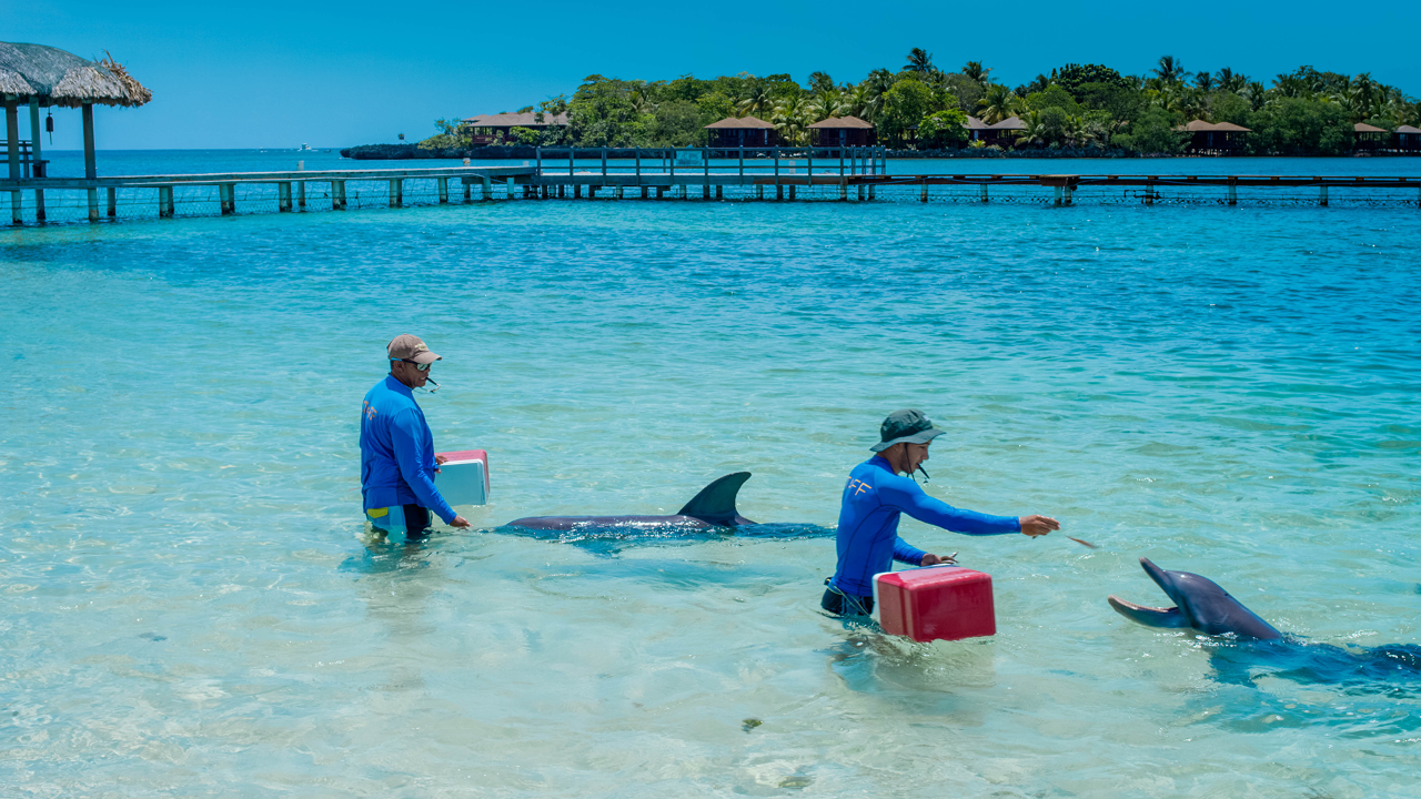 Dolphin Trainer for a Day