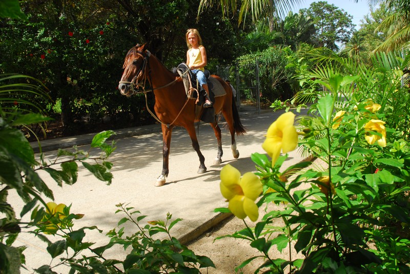 Horseback Beach Ride