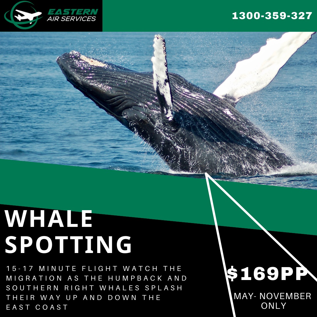 Whale Spotting Seaplane Flight