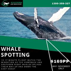 Whale Spotting Seaplane Flight