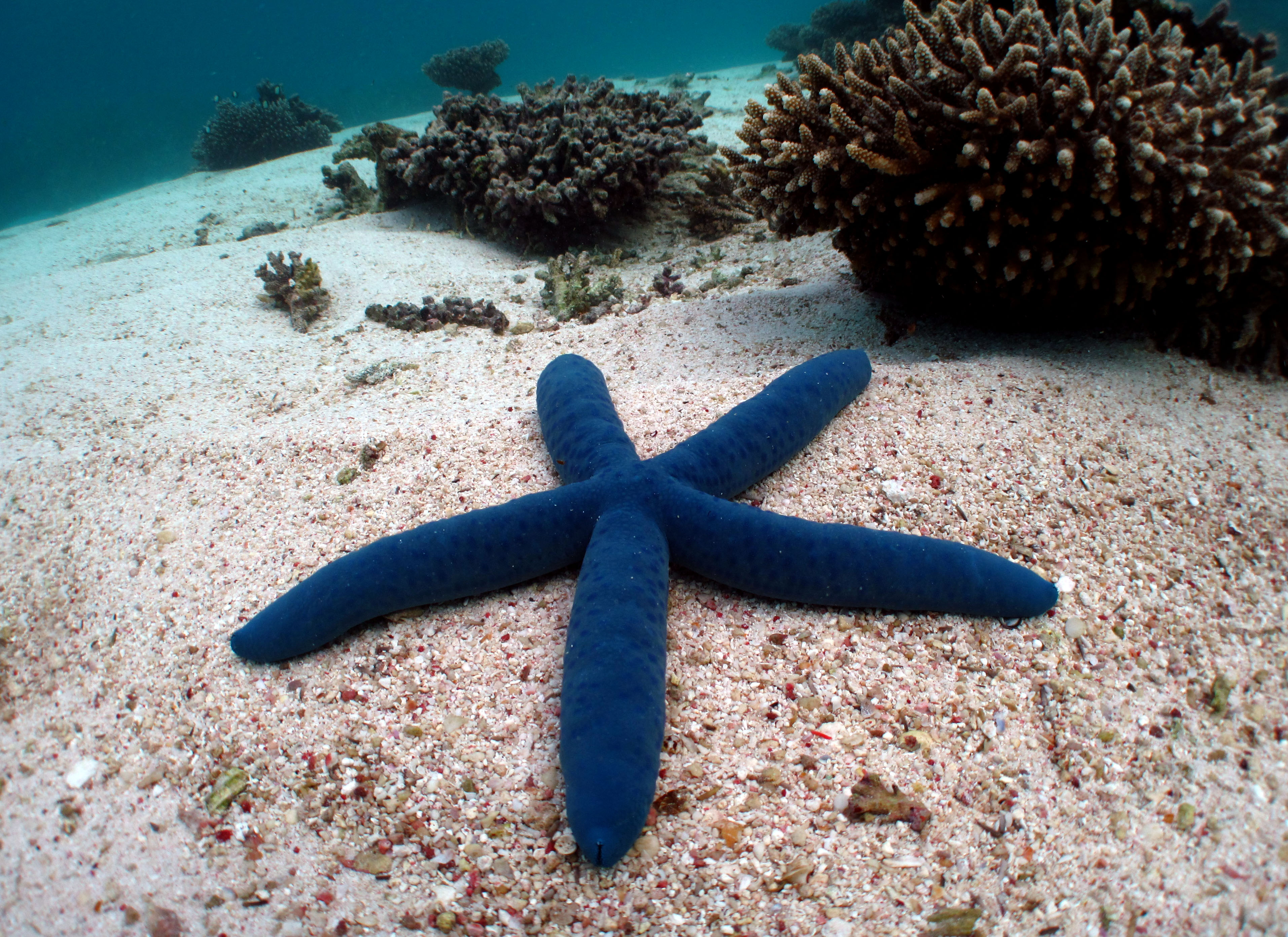 2 hour Coral Viewing & Snorkel Cruise