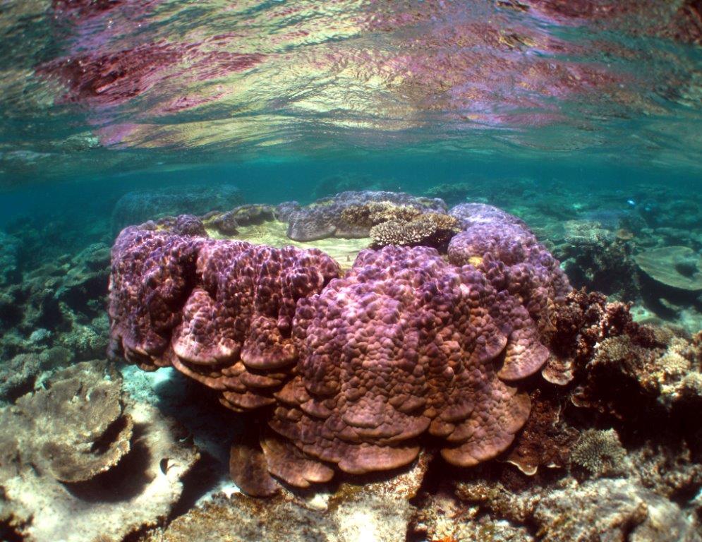 2 hour Coral Viewing & Snorkel Cruise