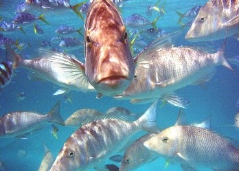 2 hour Coral Viewing & Snorkel Cruise