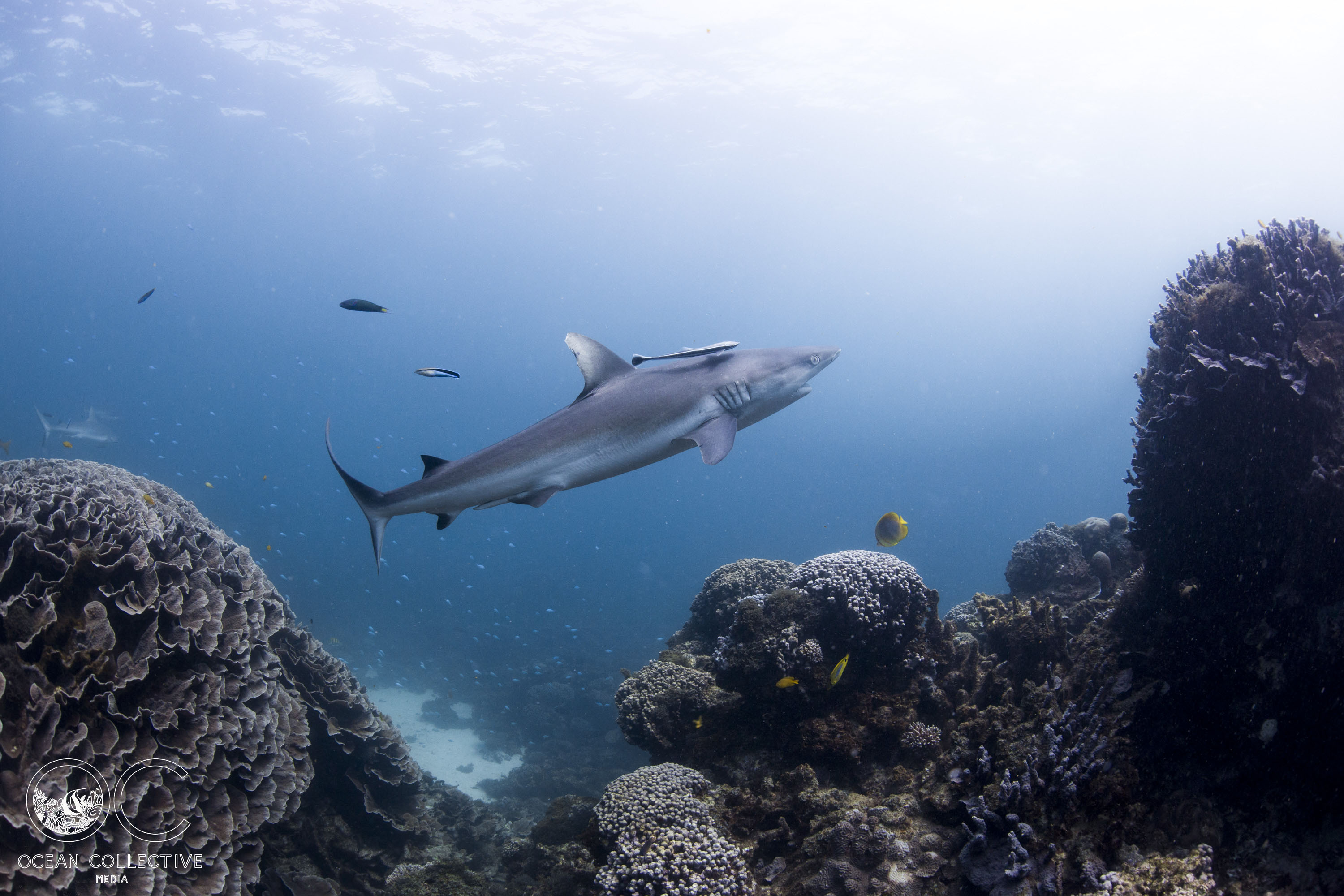 Ningaloo Nature tour - HALF DAY