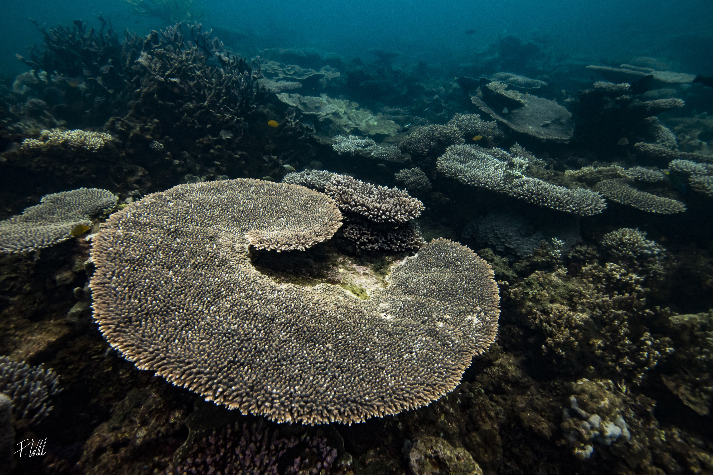 Ningaloo Nature tour - HALF DAY
