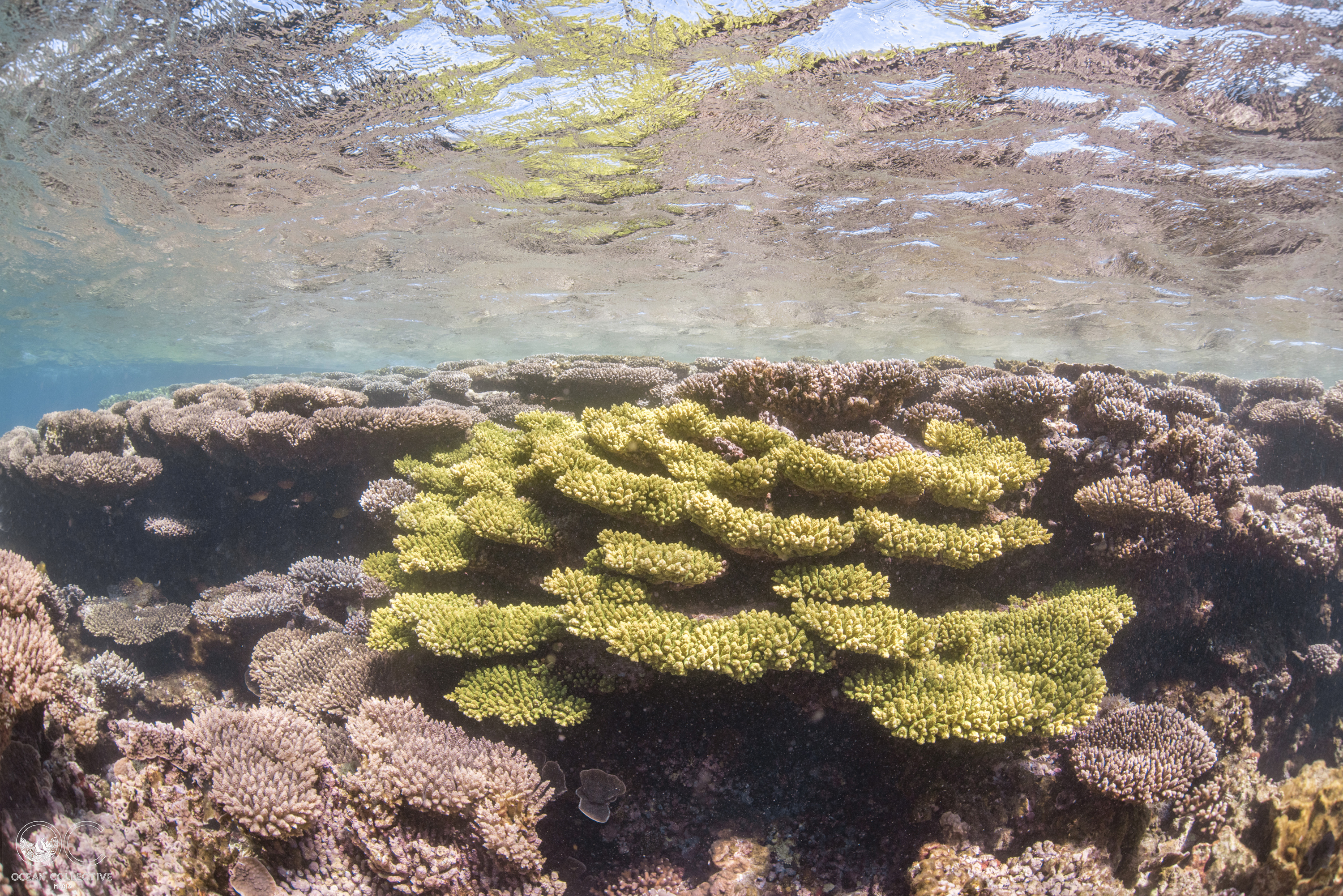 2 hour Coral Viewing & Snorkel Cruise