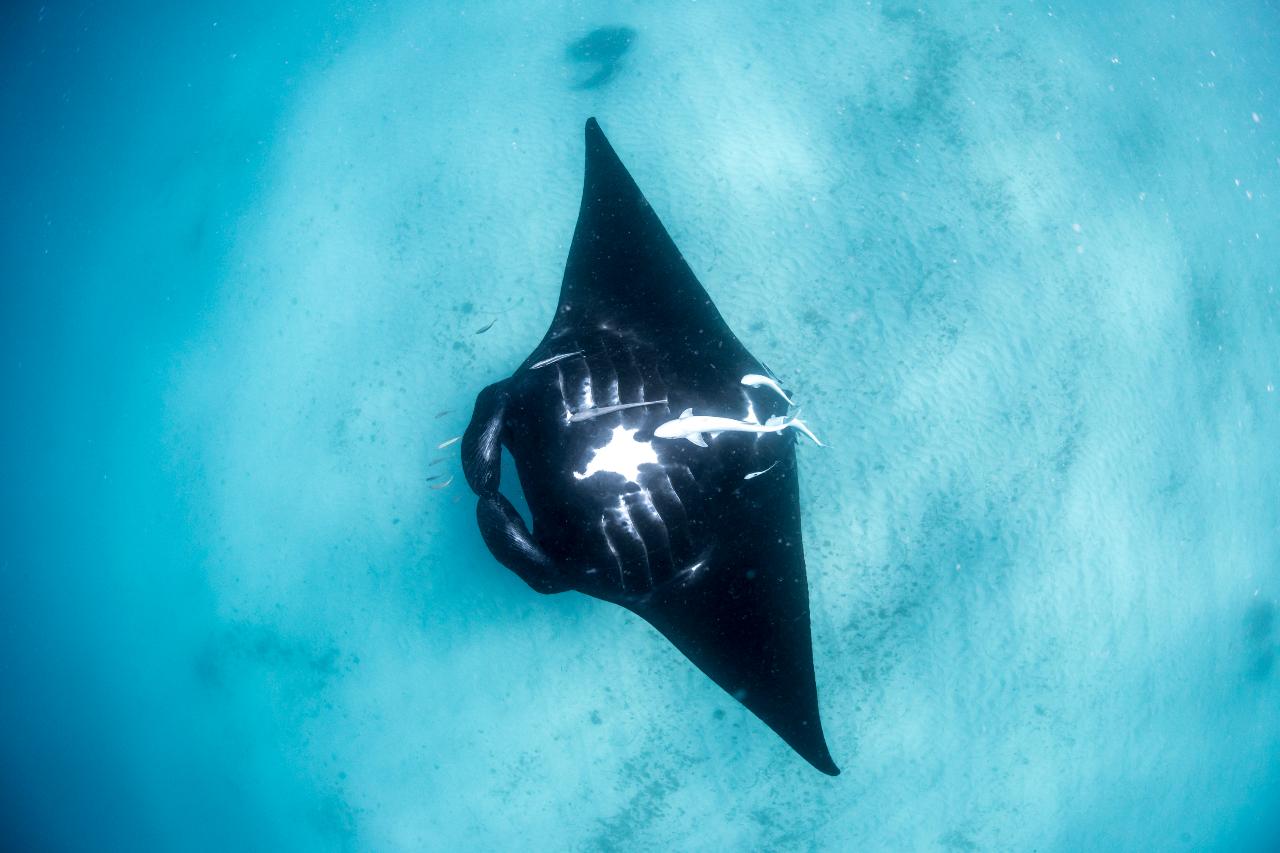 Manta Ray Tour - HALF DAY