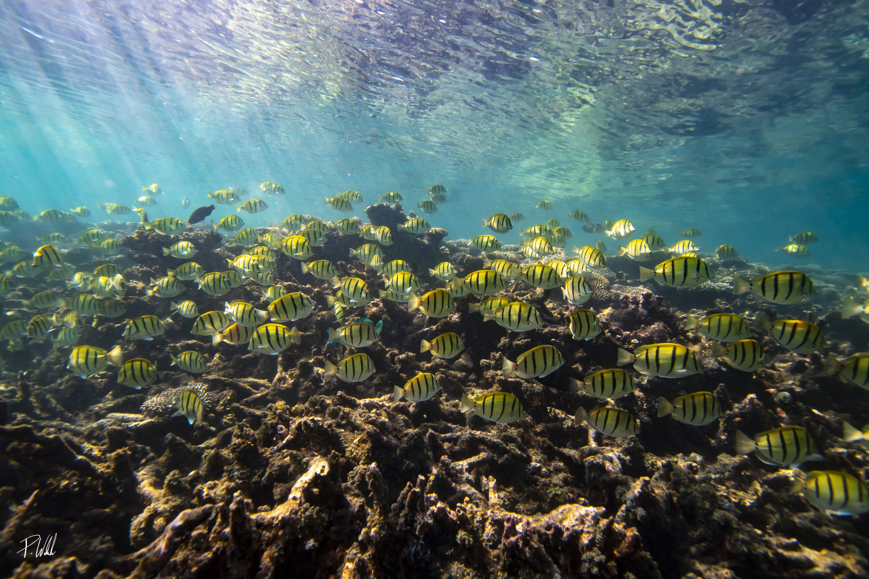 Ningaloo Nature tour - HALF DAY