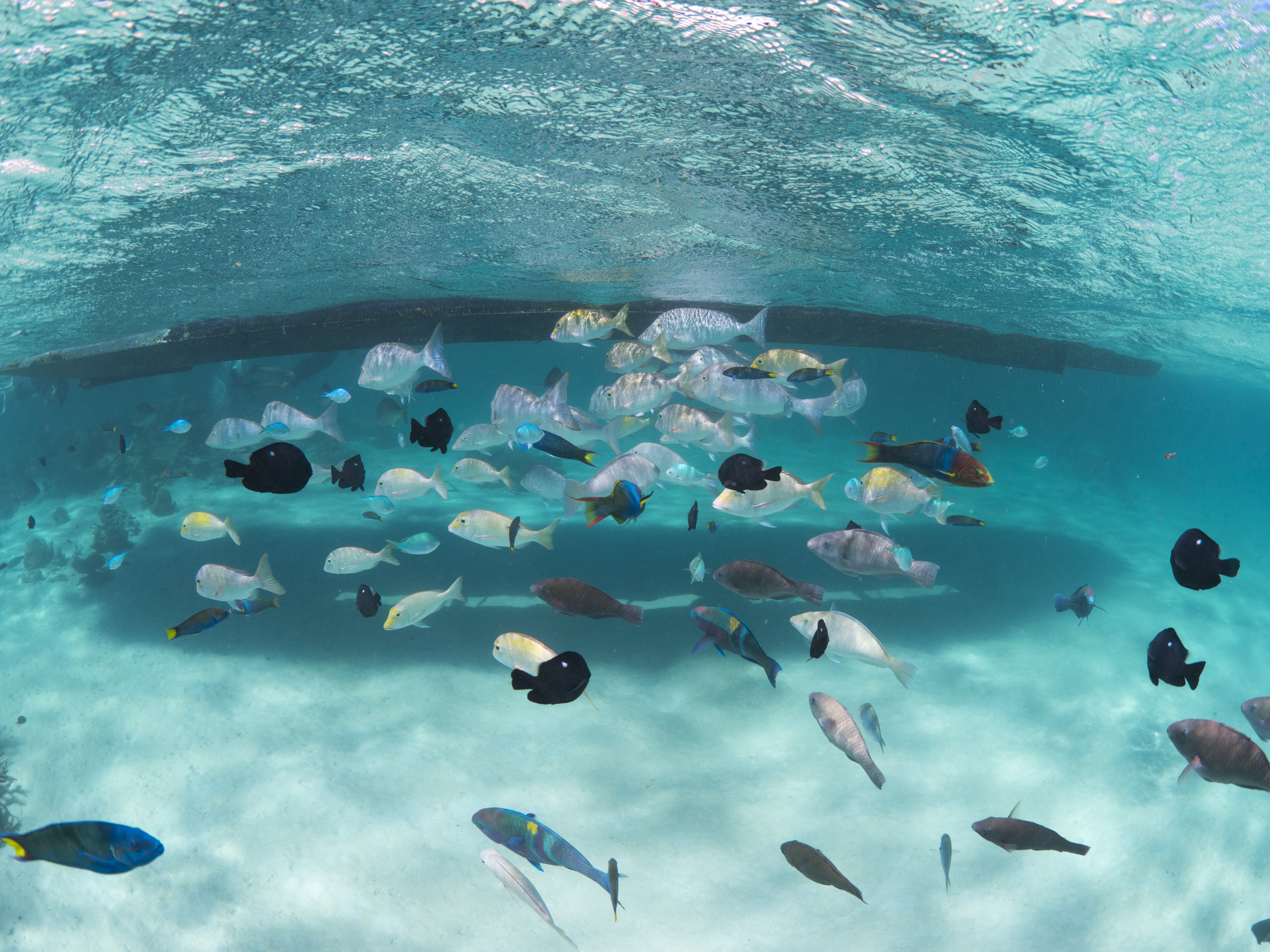 1 hour Coral Viewing Cruise