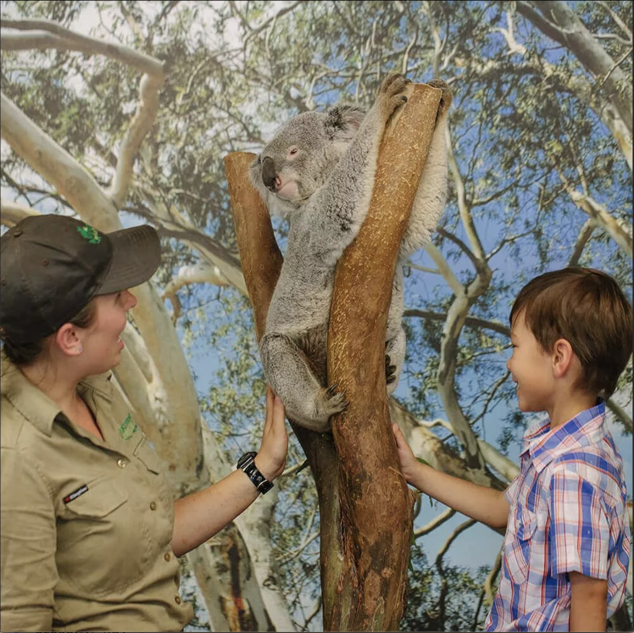 Koala Encounter 