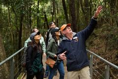 Blue Mountains & Vivid Cruise Combo 
