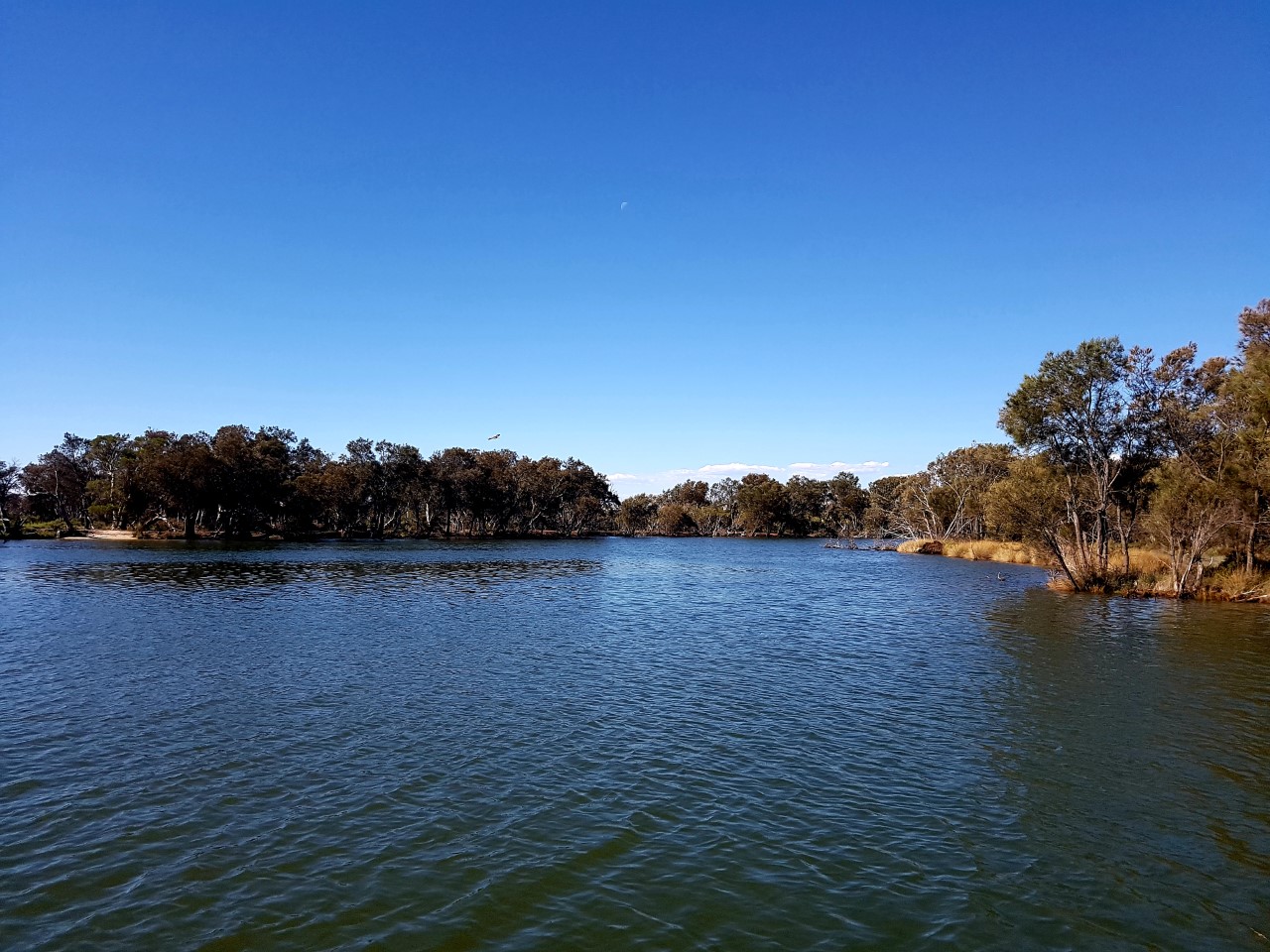 MURRAY RIVER LUNCH CRUISE HALF DAY