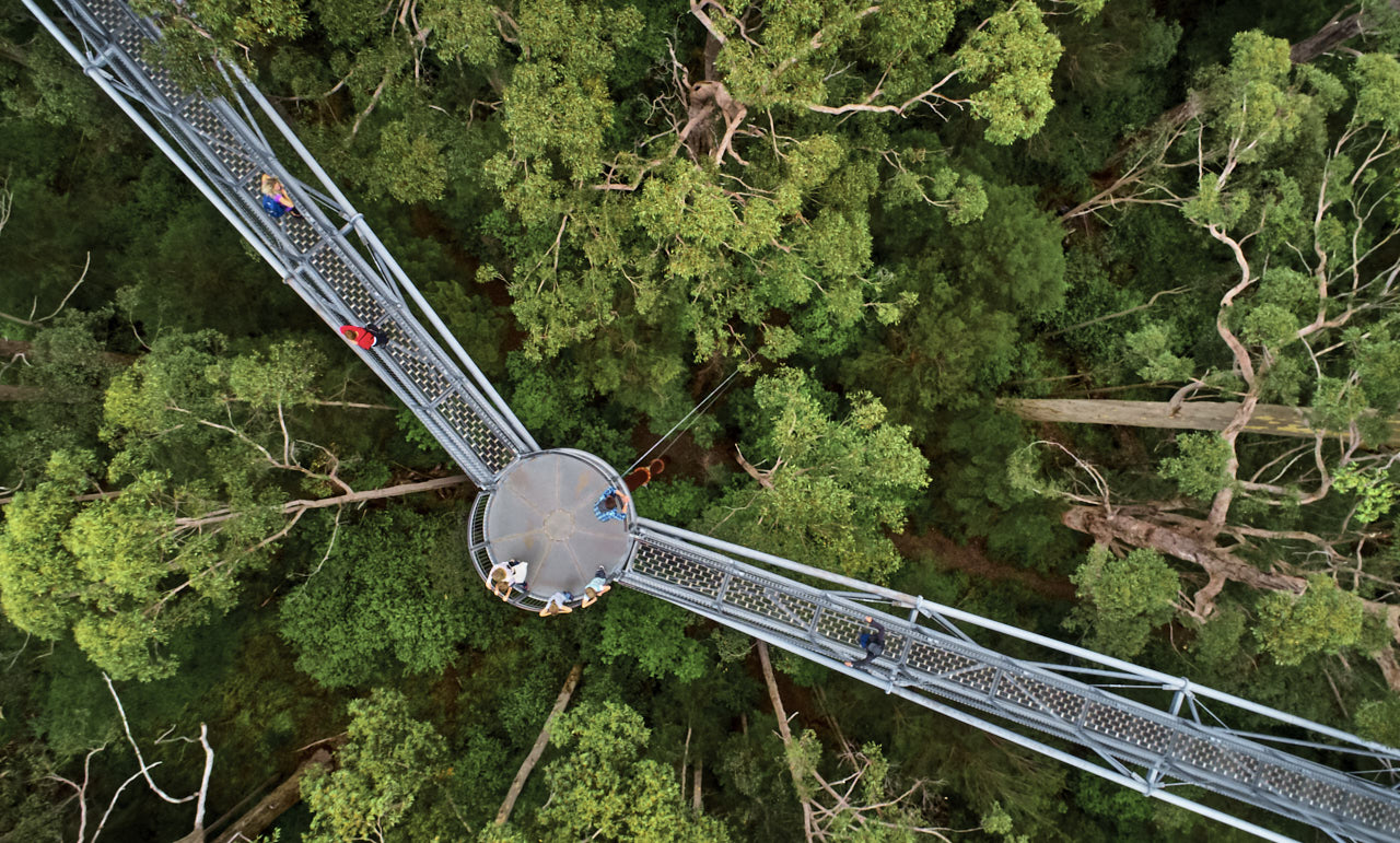 Valley of the Giants Tree Top Walk
