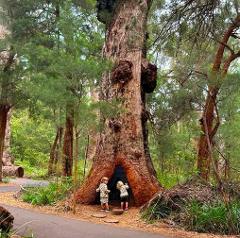 Holiday Activity Program - Nature's Storybook